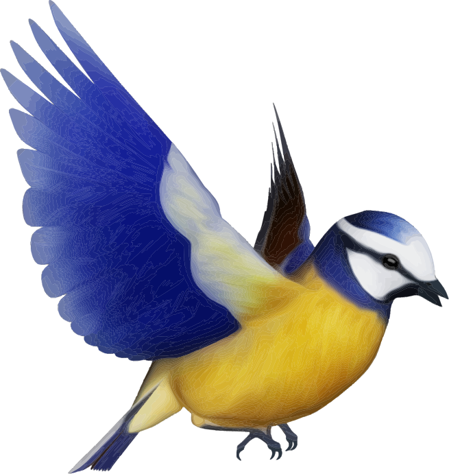 Colorful Bird