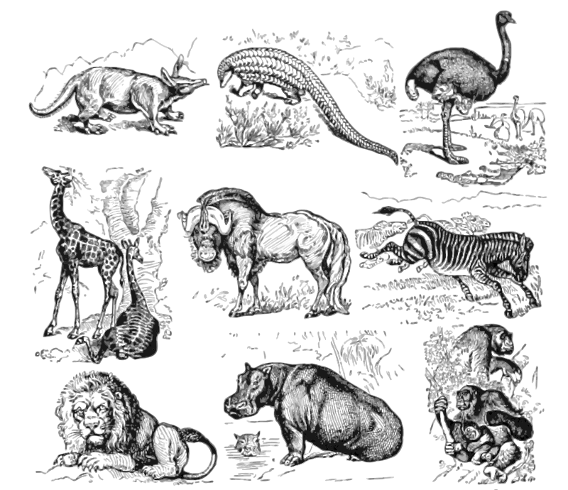 African animals (white background)