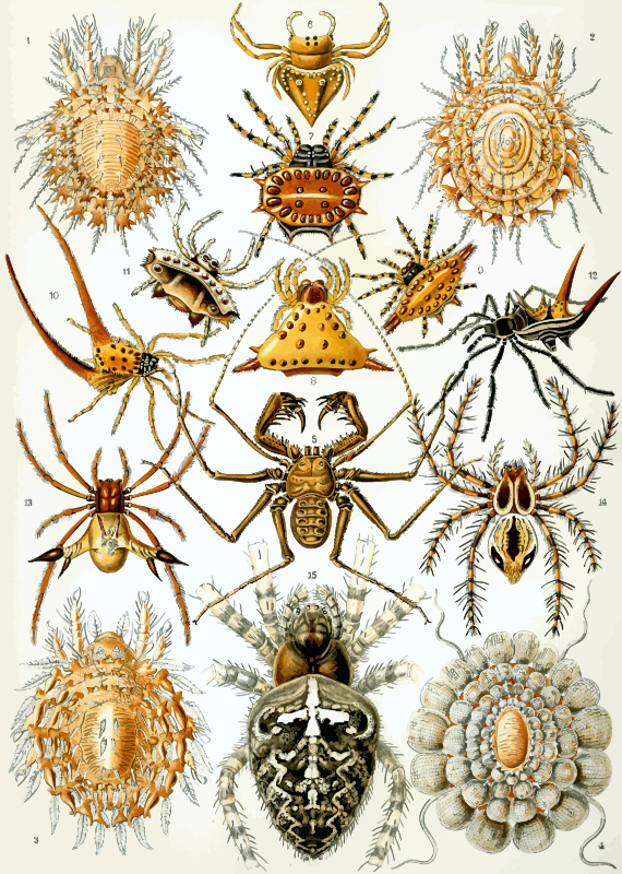 Arachnida