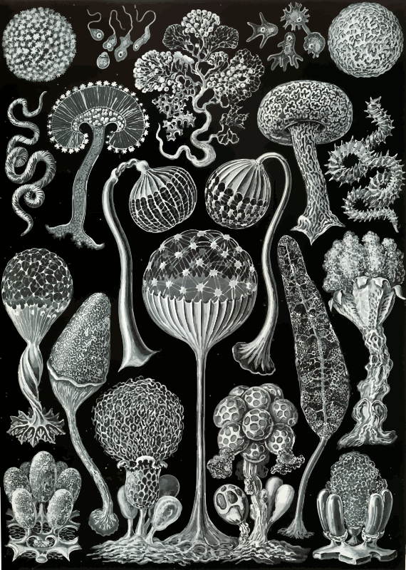 Mycetozoa
