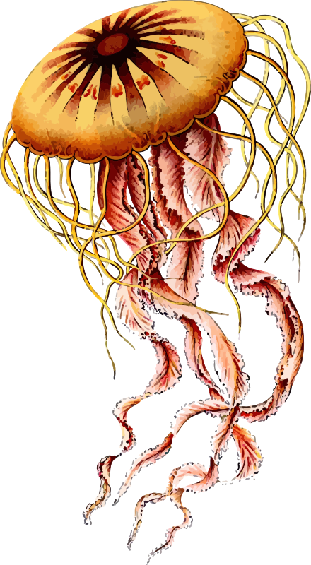 Jellyfish