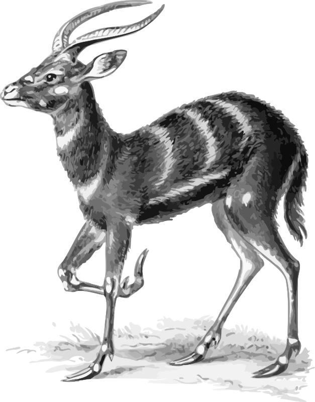 Sitatunga