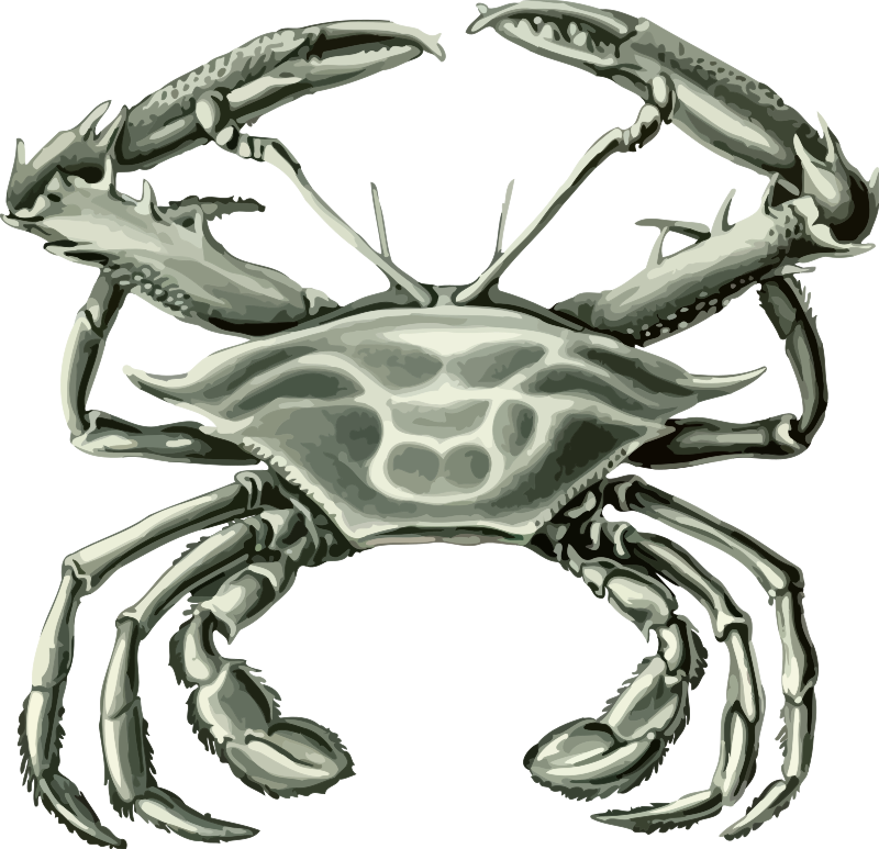 Crab