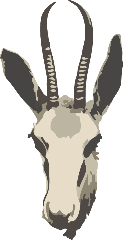 Springbok ewe's head (simplified)