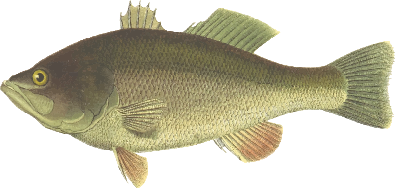 Black bass