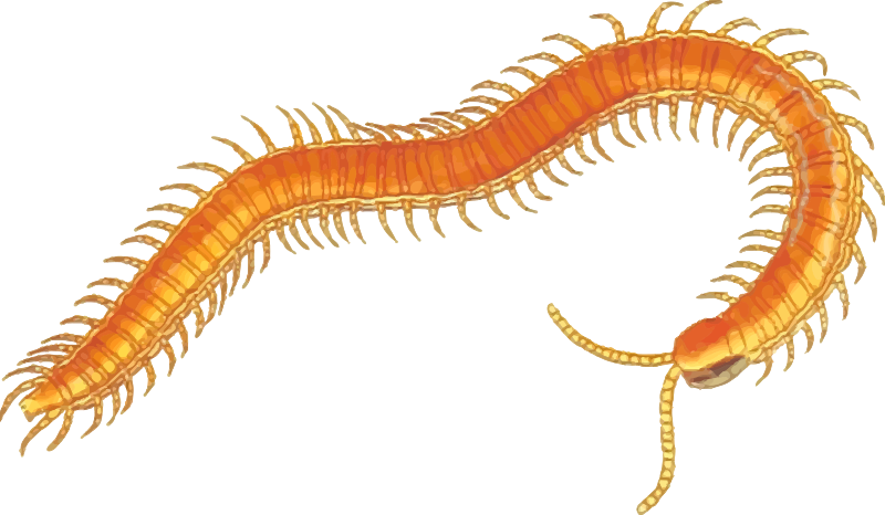 Centipede