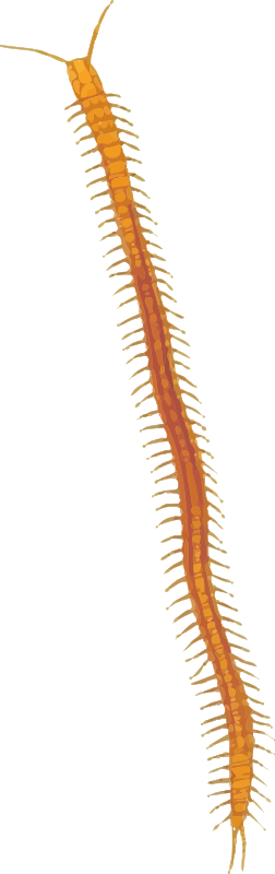 Centipede 2