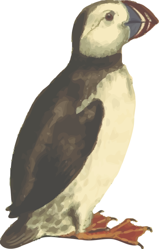 Puffin (isolated)