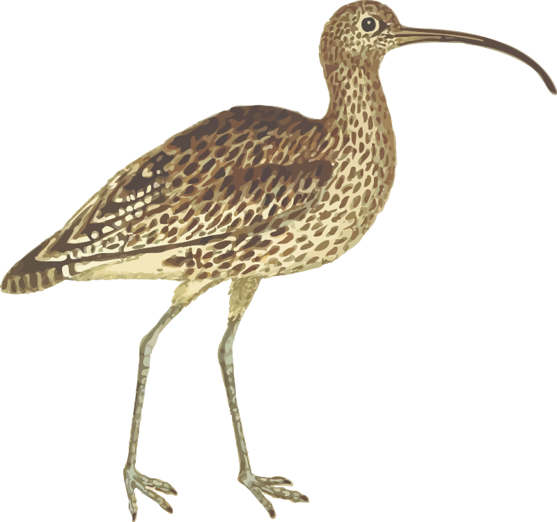 Curlew (isolated)