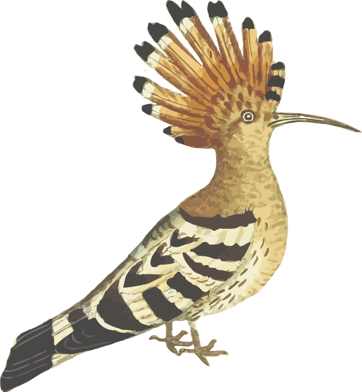 Hoopoe (isolated)