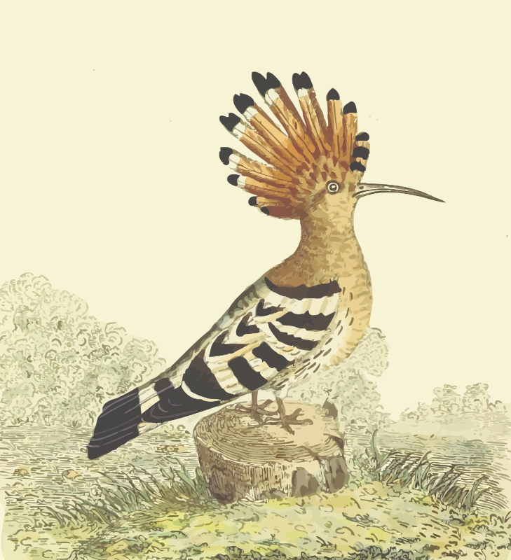 Hoopoe (with background)