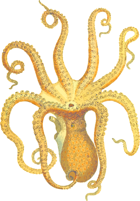 Octopus 3