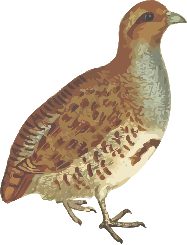 Grey partridge (isolated)