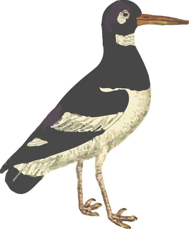 Eurasian oystercatcher (isolated)