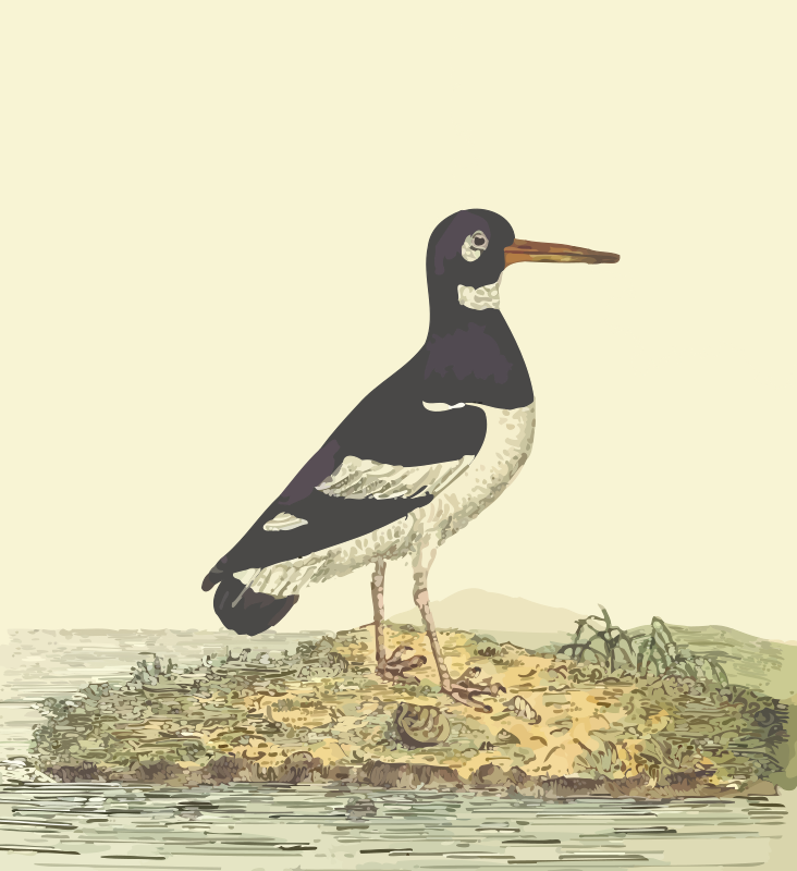 Eurasian oystercatcher (with background)