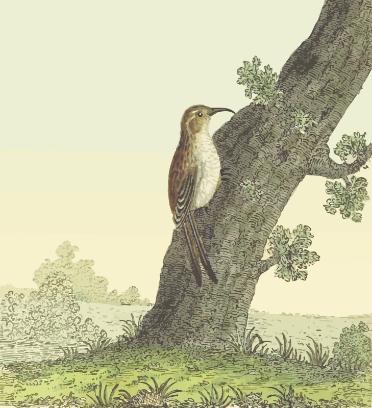 Common treecreeper (with background)