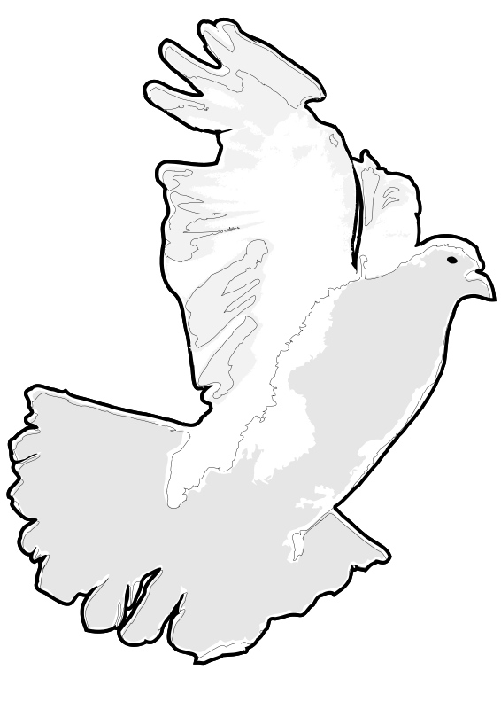 White Dove / White Pigeon