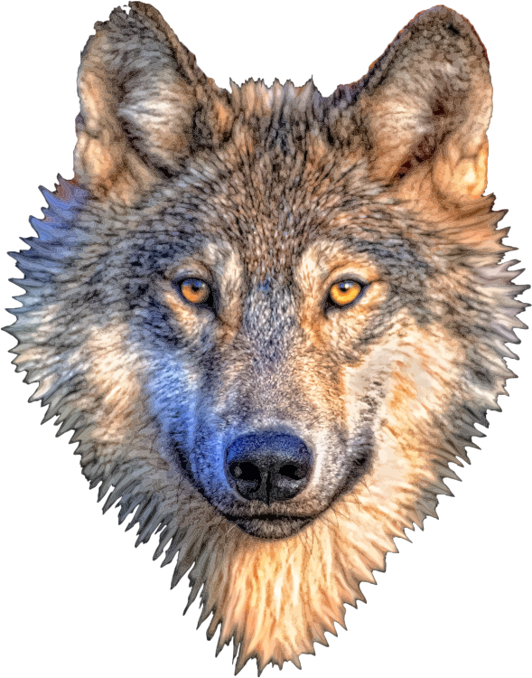 Wolf Head