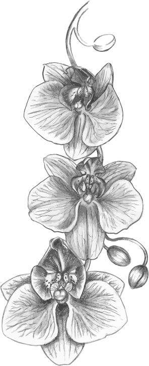 Orchid Sketch