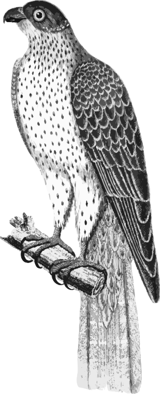 Falco umbrinus
