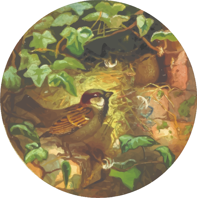 Circular house sparrow drawing