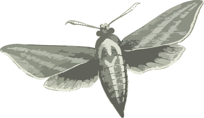 Elephant hawk moth (greyscale)