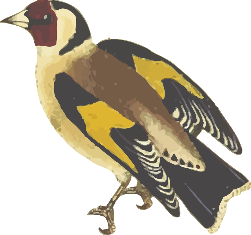 Goldfinch (isolated)