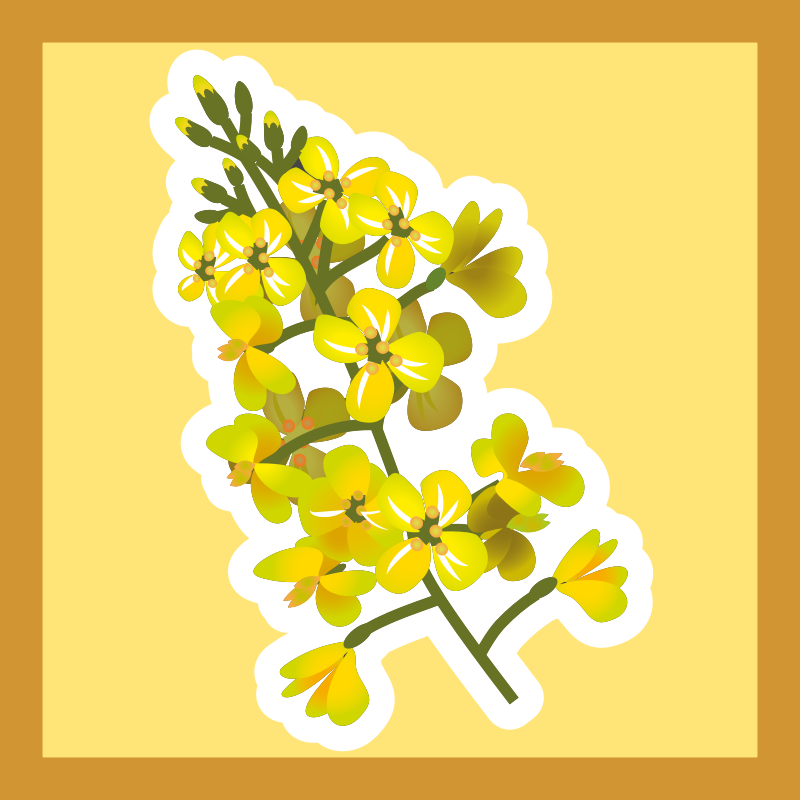 Canola Plant