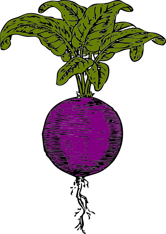 Purple beet