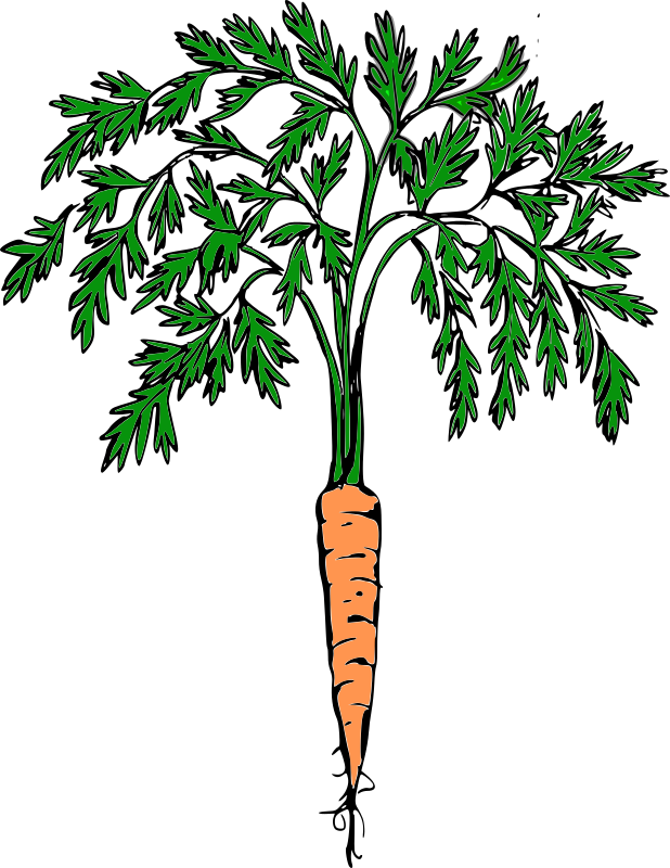 Orange carrot