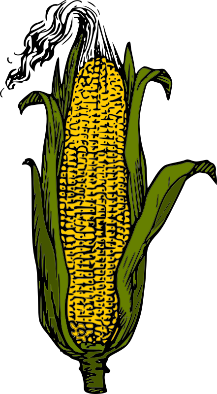 yellow corn