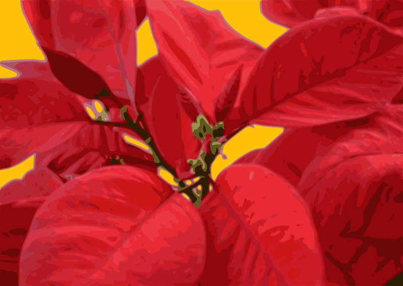 Poinsettia