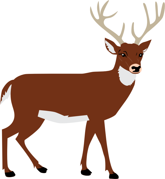 Male Deer