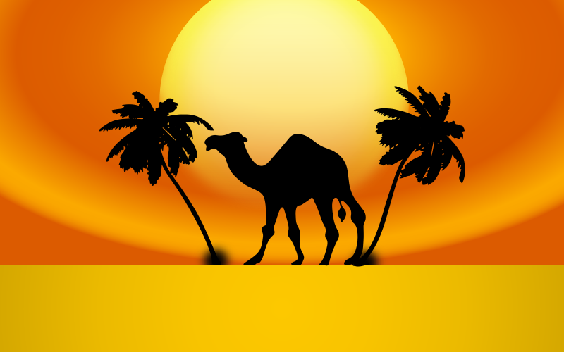 Camel Sunset