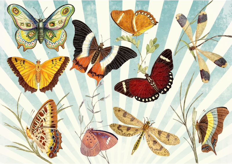 Butterflies And Dragonflies