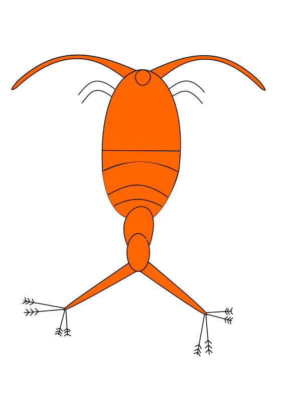 copepod plankton