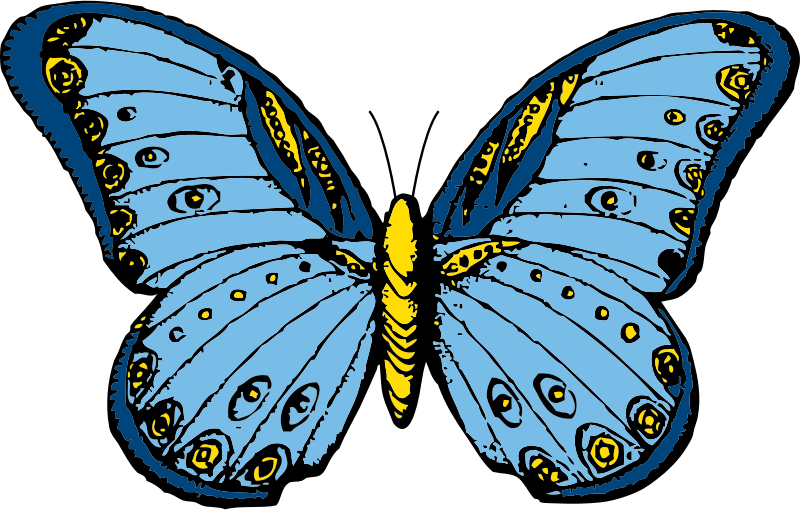 butterfly