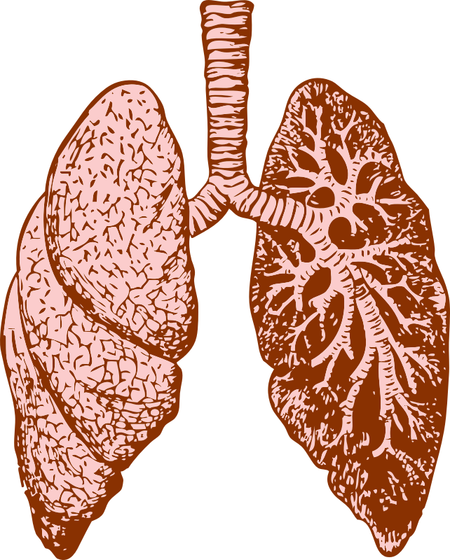 lungs