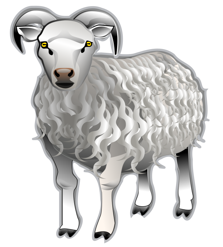 Sheep