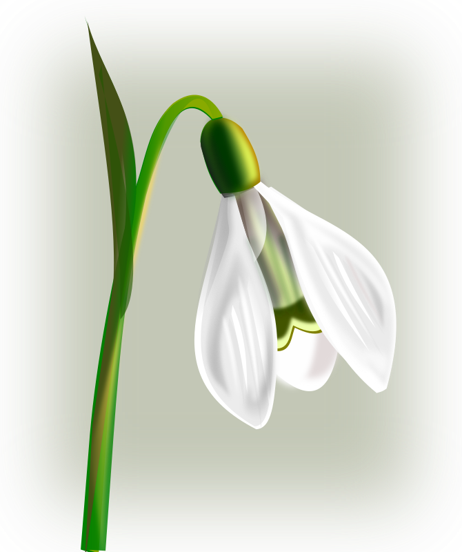 flowers snowdrop