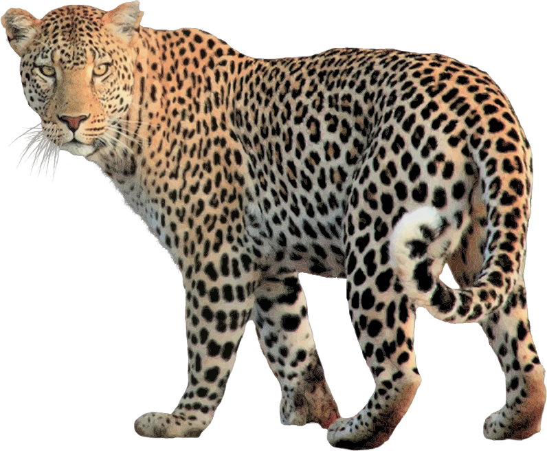 Leopard