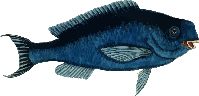 Fish 6