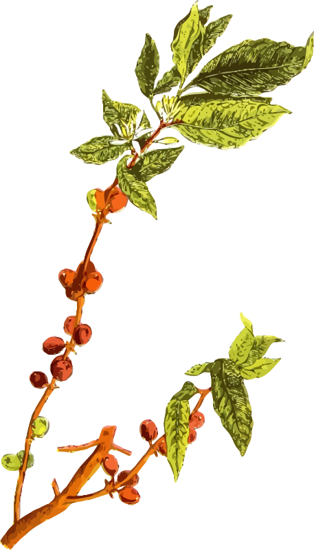 Coffee plant 2