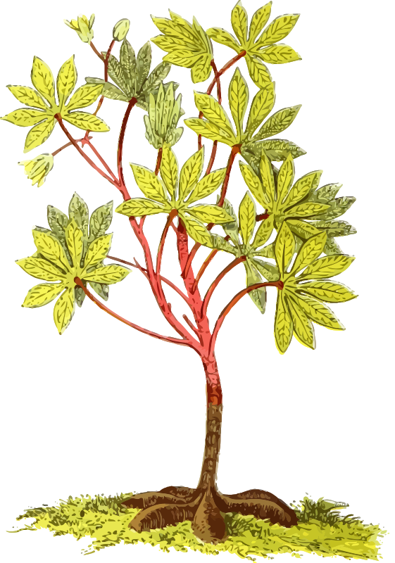 Cassava plant