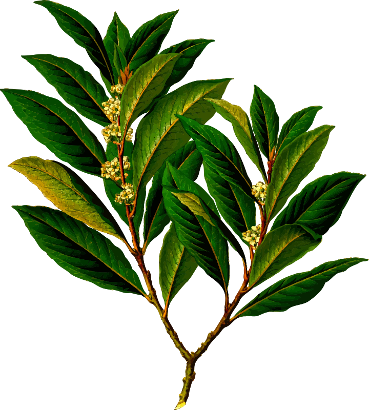 Bay laurel (detailed)