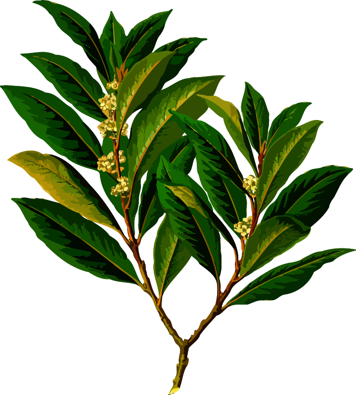 Bay laurel (low resolution)