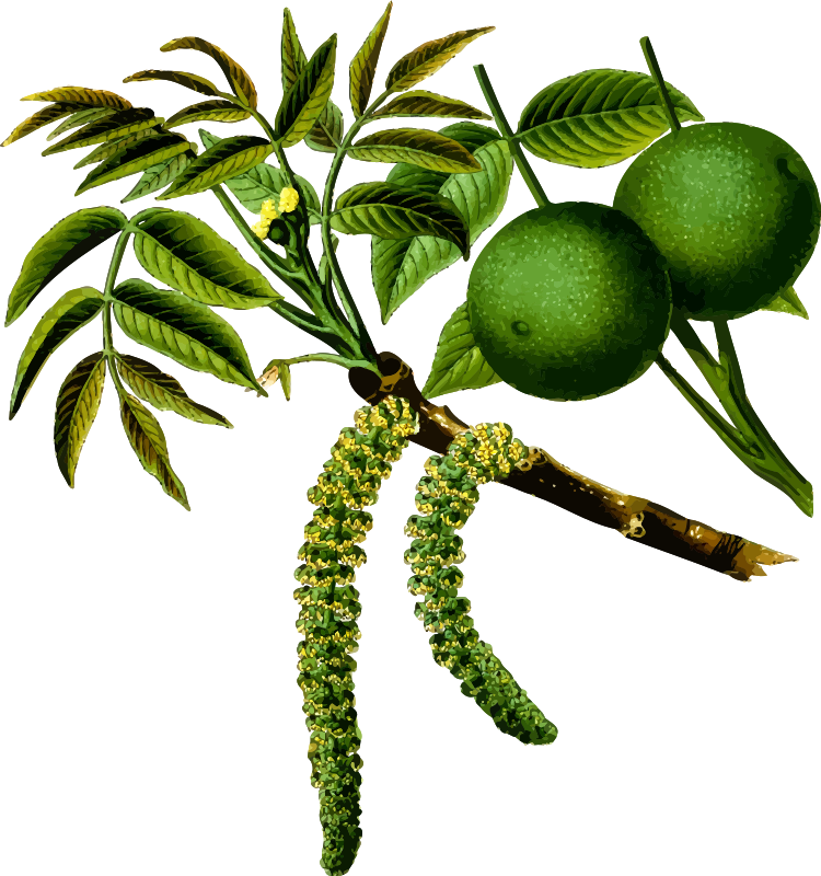 Walnut tree 2 (Detailed) - Openclipart