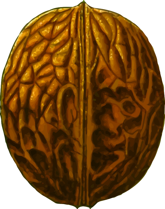 Walnut (detailed)