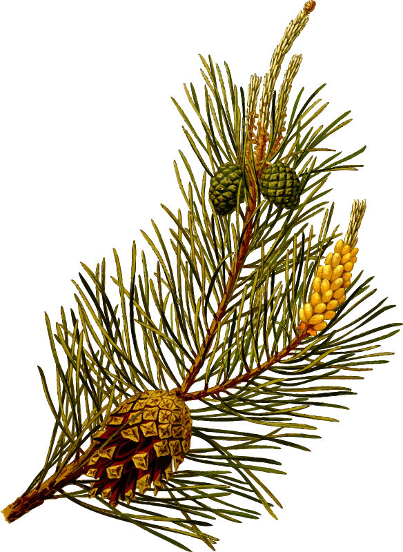 Scots pine (detailed)