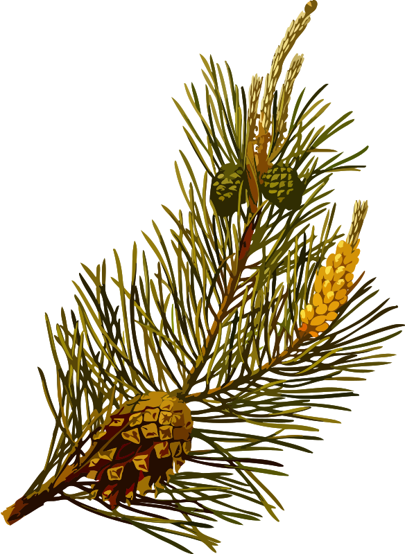 Scots pine (low resolution)